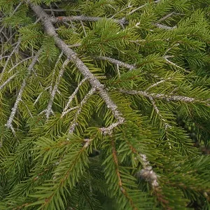 Хвойные опилки оптом в Батайске купить - оперативная доставка по всей России