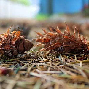 Хвойные опилки оптом в Батайске от завода-производителя Лигнум Ресурс