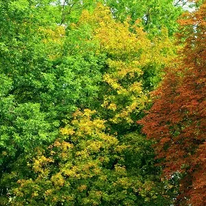 Лиственные опилки оптом в Батайске купить - оперативная доставка по всей России