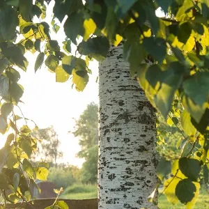 Опилки березовые оптом в Батайске купить - оперативная доставка по всей России