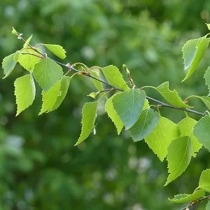 Опилки березовые оптом в Батайске от завода-производителя Лигнум Ресурс