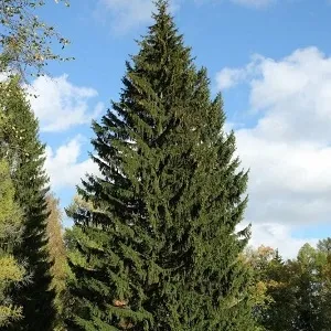 Еловые опилки оптом в Батайске купить - оперативная доставка по всей России