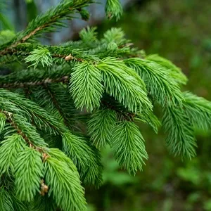 Еловые опилки оптом в Батайске от завода-производителя Лигнум Ресурс