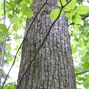 Опилки липовые оптом в Батайске купить - оперативная доставка по всей России