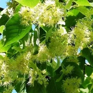 Опилки липовые оптом в Батайске от завода-производителя Лигнум Ресурс