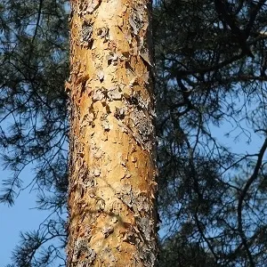 Сосновые опилки оптом в Батайске купить - оперативная доставка по всей России