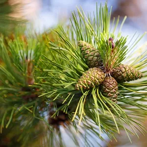 Сосновые опилки оптом в Батайске от завода-производителя Лигнум Ресурс