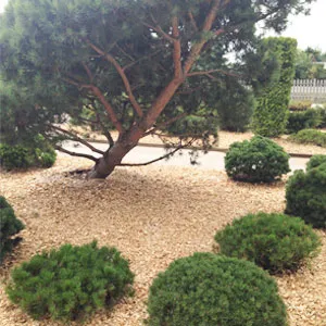 Хвойная щепа оптом в Батайске купить - оперативная доставка по всей России